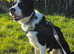 Looking for a Loving Forever Home