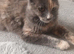 Tortie maine coon girl
