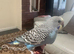 Love baby budgie hand tamein Dagenham in Barking and Dagenham