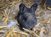 Baby rabbits for sale