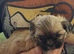 imperial karisishi dobie shih tzus