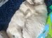 Purebred ragdoll