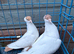 Polish Helmet Pigeons for Sale