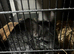 3adorable chinchillas