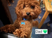 Licensed breeder, kennel club tiny red toy poodles
