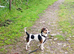 Jack Russell Puppies for Sale Swansea