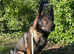 Stuning Gsd Male for Stud