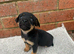 Miniture jack russell pups