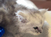 Fabulous Maine Coon Kittens with GCCF Pedigree For Sale