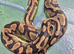 Ball pythons and herpxotic rack
