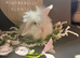 Adorable Lion Lop Bunnies Looking for Their Forever Homes