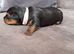 Yorkshire Terrier puppies