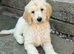 READY NOW! Standard poodle puppies kc registered