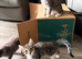 Maine Coon kittens