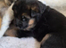 German shepherd puppies
