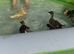 Indian runner ducks