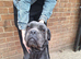 Mastiff mix
