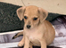 Chihuahua x dachshund chiweenies