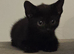 Two beautiful Black male kittens ready now!!