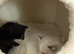 Two kittens needing to go