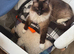 Large ragdoll