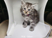 Maine Coon kittens for sale