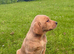 Kc labradors puppies