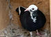 Black 2026 pied racing pigeon RPRA ring