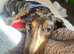 Miniature dachshund female 9 months