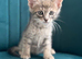 Bengal X Maine coon kittens