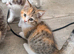 2 half Persian kittens, ready now