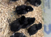 Aruacana hatching eggs , lovely BLUE eggs