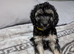Cockapoo pups f2b boys