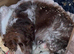 Beautiful springer puppy’s