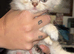 2 gorgeous Persian kittens