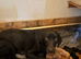 * 1 left * kc registered Labrador puppies