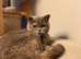 British Shorthair Kittens for Sale