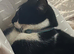 Cute and friendly small cat