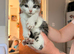 Maine Coon Kittens
