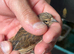 linnet