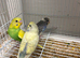 Budgies different mutations