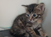 Bengal mix girl 11 weeks tabby