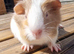 Beautiful Baby guinea pigs for sale