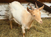 2 Golden Guernsey x Bagot Goats - 7 Months