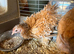 6 Pekin bantam pullets