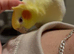 Super tame female cockatiel