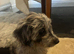 8 cavapoo & 5 dash hound x Doxiepoo puppies available now