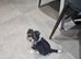 Yorkshire terrier girl 10 weeks