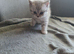 2 male bristish short hair kittens