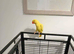 Ringneck parrot bradford